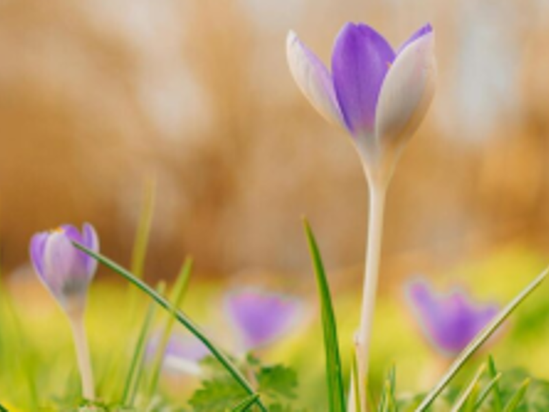 New Regional Child Sexual Abuse (CSA) Training Offer