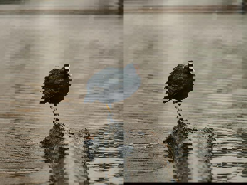 Training Opportunity: Working Together